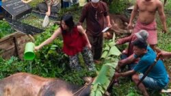 Jelang Idul Adha 1447 H, Influencer Sultra Jodha Lasiawa Buktikan Kepedulian Lewat Aksi Nyata!