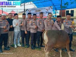 Polres Konawe Sembelih 14 Hewan Kurban di Idul Adha 1447 H: Dua Ekor Bantuan Kapolri, Satu untuk Insan Pers
