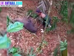 Viral! Video Warga Jerat Hewan Endemik Ikon Sultra, Anoa atau Tarsius Diduga Jadi Korban!