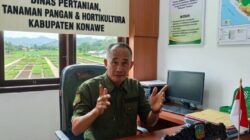 Intervensi 20 Kelompok Tani Sayur-Buah: Program Hortikultura Konawe Bawa Juara 1 Sultra & Peringkat 3 Nasional Pengendali Inflasi