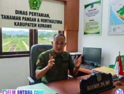 Intervensi 20 Kelompok Tani Sayur-Buah: Program Hortikultura Konawe Bawa Juara 1 Sultra & Peringkat 3 Nasional Pengendali Inflasi