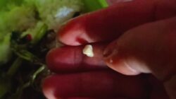 Viral: Orang Tua Temukan Batu di Makanan Bergizi Gratis Anak TK di Asinua Konawe!