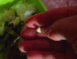 Viral: Orang Tua Temukan Batu di Makanan Bergizi Gratis Anak TK di Asinua Konawe!