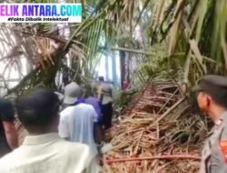 1 Hektare Hutan Sagu di Tanggobu Lambuya Terbakar, Diduga Sengaja Dibakar untuk Buka Lahan