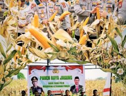 Panen 1,5 Hektare di Desa Walay Jadi Simbol Sinergi Polri, Pemda dan Petani Wujudkan Swasembada Pangan Konawe