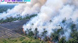 Breaking News! Polda Sultra Tetapkan AN Tersangka Pembakar 80 Hektare Hutan di Koltim, Satu Pemantik Bambu Berujung Penjara 10 Tahun