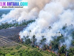 Breaking News! Polda Sultra Tetapkan AN Tersangka Pembakar 80 Hektare Hutan di Koltim, Satu Pemantik Bambu Berujung Penjara 10 Tahun